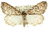  (Amphicrossa hemadelpha - 11ANIC-00879)  @15 [ ] CreativeCommons - Attribution (2011) ANIC/CBG Photography Group Centre for Biodiversity Genomics