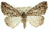  ( - 11ANIC-00881)  @13 [ ] CreativeCommons - Attribution (2011) ANIC/CBG Photography Group Centre for Biodiversity Genomics