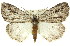  (Amphicrossa sp. ANIC1 - 11ANIC-00884)  @14 [ ] CreativeCommons - Attribution (2011) ANIC/CBG Photography Group Centre for Biodiversity Genomics