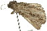  ( - 11ANIC-00885)  @12 [ ] CreativeCommons - Attribution (2011) ANIC/CBG Photography Group Centre for Biodiversity Genomics