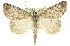  ( - 11ANIC-00888)  @14 [ ] CreativeCommons - Attribution (2011) ANIC/CBG Photography Group Centre for Biodiversity Genomics