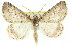  ( - 11ANIC-00909)  @11 [ ] CreativeCommons - Attribution (2011) ANIC/CBG Photography Group Centre for Biodiversity Genomics