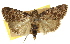  ( - 11ANIC-01152)  @11 [ ] CreativeCommons - Attribution (2011) ANIC/CBG Photography Group Centre for Biodiversity Genomics
