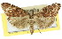  ( - 11ANIC-01153)  @13 [ ] CreativeCommons - Attribution (2011) ANIC/CBG Photography Group Centre for Biodiversity Genomics