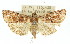  ( - 11ANIC-01161)  @14 [ ] CreativeCommons - Attribution (2011) ANIC/CBG Photography Group Centre for Biodiversity Genomics