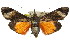  ( - 11ANIC-01178)  @14 [ ] CreativeCommons - Attribution (2011) ANIC/CBG Photography Group Centre for Biodiversity Genomics
