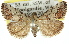  ( - 11ANIC-01204)  @13 [ ] CreativeCommons - Attribution (2011) ANIC/CBG Photography Group Centre for Biodiversity Genomics