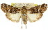  ( - 11ANIC-01208)  @15 [ ] CreativeCommons - Attribution (2011) ANIC/CBG Photography Group Centre for Biodiversity Genomics