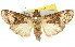  ( - 11ANIC-01213)  @14 [ ] CreativeCommons - Attribution (2011) ANIC/CBG Photography Group Centre for Biodiversity Genomics