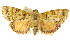  ( - 11ANIC-01229)  @15 [ ] CreativeCommons - Attribution (2011) ANIC/CBG Photography Group Centre for Biodiversity Genomics