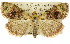  ( - 11ANIC-01243)  @11 [ ] CreativeCommons - Attribution (2011) ANIC/CBG Photography Group Centre for Biodiversity Genomics