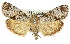  ( - 11ANIC-01249)  @11 [ ] CreativeCommons - Attribution (2011) ANIC/CBG Photography Group Centre for Biodiversity Genomics