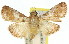  ( - 11ANIC-01297)  @14 [ ] CreativeCommons - Attribution (2011) ANIC/CBG Photography Group Centre for Biodiversity Genomics