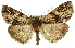  (Chlenias ochrocrana - 11ANIC-01333)  @14 [ ] CreativeCommons - Attribution (2011) ANIC/CBG Photography Group Centre for Biodiversity Genomics