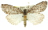 ( - 11ANIC-01340)  @13 [ ] CreativeCommons - Attribution (2011) ANIC/CBG Photography Group Centre for Biodiversity Genomics