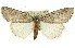  ( - 11ANIC-01342)  @12 [ ] CreativeCommons - Attribution (2011) ANIC/CBG Photography Group Centre for Biodiversity Genomics