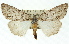  ( - 11ANIC-01343)  @13 [ ] CreativeCommons - Attribution (2011) ANIC/CBG Photography Group Centre for Biodiversity Genomics