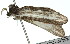 ( - 11ANIC-01387)  @12 [ ] CreativeCommons - Attribution (2011) ANIC/CBG Photography Group Centre for Biodiversity Genomics