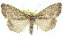  ( - 11ANIC-01396)  @11 [ ] CreativeCommons - Attribution (2011) ANIC/CBG Photography Group Centre for Biodiversity Genomics