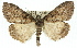  (Smyriodes aplectaria - 11ANIC-01397)  @14 [ ] CreativeCommons - Attribution (2011) ANIC/CBG Photography Group Centre for Biodiversity Genomics