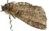  ( - 11ANIC-01398)  @11 [ ] CreativeCommons - Attribution (2011) ANIC/CBG Photography Group Centre for Biodiversity Genomics