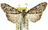  (Smyriodes - 11ANIC-01402)  @15 [ ] CreativeCommons - Attribution (2011) ANIC/CBG Photography Group Centre for Biodiversity Genomics