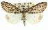  (Smyriodes trigramma - 11ANIC-01403)  @14 [ ] CreativeCommons - Attribution (2011) ANIC/CBG Photography Group Centre for Biodiversity Genomics