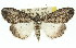  ( - 11ANIC-01405)  @14 [ ] CreativeCommons - Attribution (2011) ANIC/CBG Photography Group Centre for Biodiversity Genomics