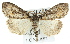  ( - 11ANIC-01406)  @11 [ ] CreativeCommons - Attribution (2011) ANIC/CBG Photography Group Centre for Biodiversity Genomics