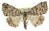  ( - 11ANIC-01408)  @16 [ ] CreativeCommons - Attribution (2011) ANIC/CBG Photography Group Centre for Biodiversity Genomics