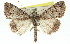  ( - 11ANIC-01409)  @13 [ ] CreativeCommons - Attribution (2011) ANIC/CBG Photography Group Centre for Biodiversity Genomics