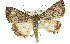  ( - 11ANIC-01410)  @13 [ ] CreativeCommons - Attribution (2011) ANIC/CBG Photography Group Centre for Biodiversity Genomics