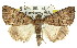  ( - 11ANIC-01411)  @11 [ ] CreativeCommons - Attribution (2011) ANIC/CBG Photography Group Centre for Biodiversity Genomics