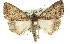  ( - 11ANIC-01413)  @13 [ ] CreativeCommons - Attribution (2011) ANIC/CBG Photography Group Centre for Biodiversity Genomics