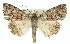  (Dysbatus stenodesma - 11ANIC-01416)  @15 [ ] CreativeCommons - Attribution (2011) ANIC/CBG Photography Group Centre for Biodiversity Genomics