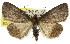  ( - 11ANIC-01417)  @11 [ ] CreativeCommons - Attribution (2011) ANIC/CBG Photography Group Centre for Biodiversity Genomics