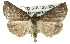  ( - 11ANIC-01418)  @12 [ ] CreativeCommons - Attribution (2011) ANIC/CBG Photography Group Centre for Biodiversity Genomics