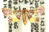 ( - 11ANIC-01505)  @14 [ ] CreativeCommons - Attribution (2011) ANIC/CBG Photography Group Centre for Biodiversity Genomics