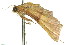  ( - 11ANIC-01510)  @11 [ ] CreativeCommons - Attribution (2011) ANIC/CBG Photography Group Centre for Biodiversity Genomics
