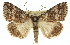  ( - 11ANIC-01526)  @13 [ ] CreativeCommons - Attribution (2011) ANIC/CBG Photography Group Centre for Biodiversity Genomics