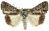  ( - 11ANIC-01547)  @14 [ ] CreativeCommons - Attribution (2011) ANIC/CBG Photography Group Centre for Biodiversity Genomics