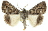  ( - 11ANIC-01550)  @11 [ ] CreativeCommons - Attribution (2011) ANIC/CBG Photography Group Centre for Biodiversity Genomics
