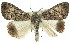  ( - 11ANIC-01551)  @11 [ ] CreativeCommons - Attribution (2011) ANIC/CBG Photography Group Centre for Biodiversity Genomics