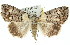  ( - 11ANIC-01558)  @15 [ ] CreativeCommons - Attribution (2011) ANIC/CBG Photography Group Centre for Biodiversity Genomics