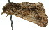  ( - 11ANIC-01569)  @12 [ ] CreativeCommons - Attribution (2011) ANIC/CBG Photography Group Centre for Biodiversity Genomics
