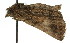 ( - 11ANIC-01570)  @12 [ ] CreativeCommons - Attribution (2011) ANIC/CBG Photography Group Centre for Biodiversity Genomics
