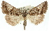  ( - 11ANIC-01572)  @11 [ ] CreativeCommons - Attribution (2011) ANIC/CBG Photography Group Centre for Biodiversity Genomics