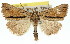  ( - 11ANIC-01573)  @11 [ ] CreativeCommons - Attribution (2011) ANIC/CBG Photography Group Centre for Biodiversity Genomics