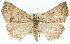  (Cymatophora sp. ANIC1 - 11ANIC-01574)  @14 [ ] CreativeCommons - Attribution (2011) ANIC/CBG Photography Group Centre for Biodiversity Genomics