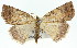  ( - 11ANIC-01575)  @14 [ ] CreativeCommons - Attribution (2011) ANIC/CBG Photography Group Centre for Biodiversity Genomics